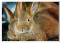 Photo of rabbits